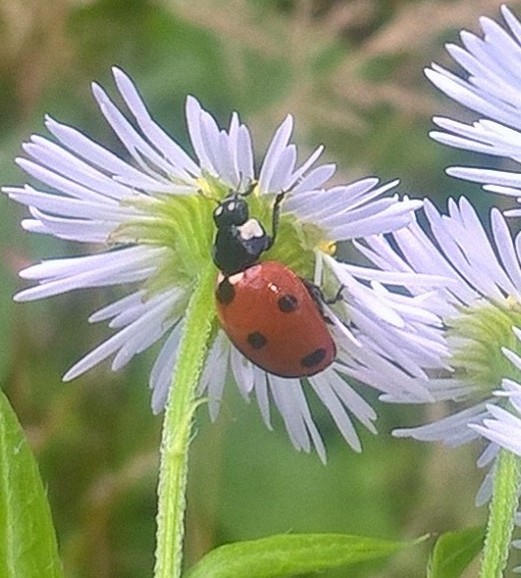 Coccinella dai Sette punti, la più usata nella lotta biologica contro gli afidi