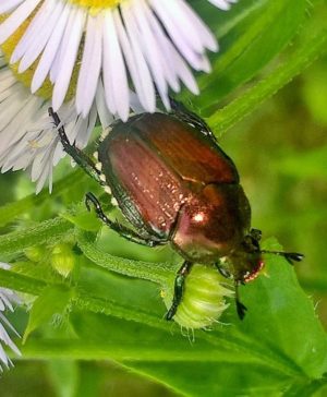 PopilliaJaponica_06-07-16