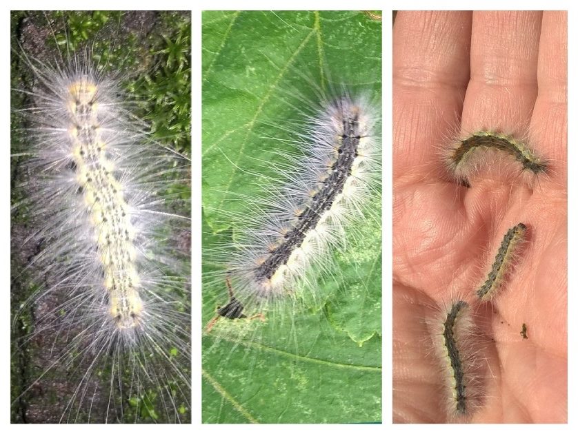 Hyphantria Cunea. Invasiva quest'anno, mangia praticamente tutte le latifoglie (ha assaggiato perfino il peperoncino piccante che coltivo...). Per fortuna raramente compromette la salute della pianta ed i nostri predatori (merli, codirossi, calabroni) si sono accorti che i bruchi sono commestibili. Non urticante, a meno di allergie specifiche. 