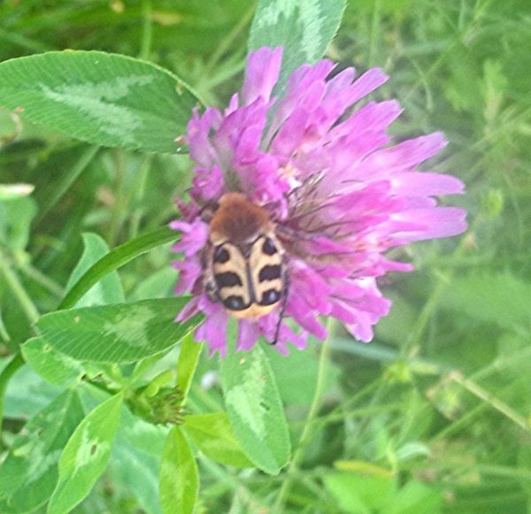 Trichius gallicus 22-05-18